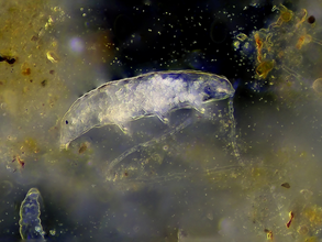 Tardigrada (Canva)